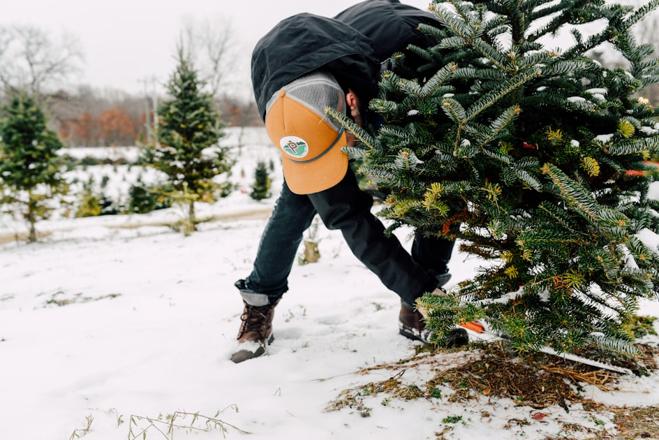 Understanding Tree Removal Costs